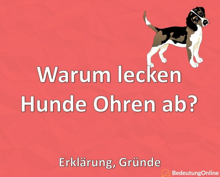 Warum lecken Hunde Ohren ab? Erklärung, Gründe Bedeutung Online